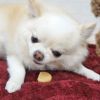 【 犬 おやつ 】GENDAI ソルビッツ 小麦を使っていないビスケット 160g