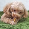 【 犬 おやつ 】スマック プレッツェル