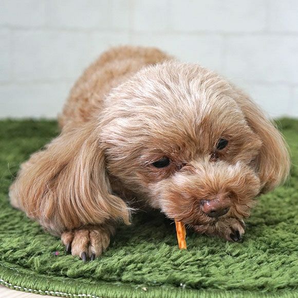 【 犬 おやつ 】スマック プレッツェル