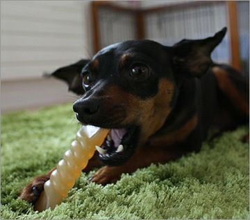 【 犬 歯磨き おもちゃ 】アドメイト ADD.MATE ナチュラルデンタルコーン S メール便OK