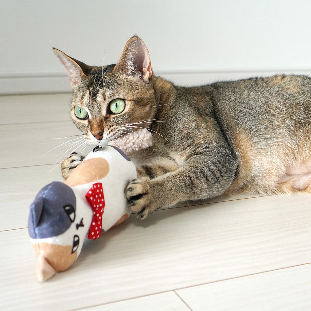 MIX4.5kg(首21/胴36/丈34cm)のニコちゃんはみけに夢中です。