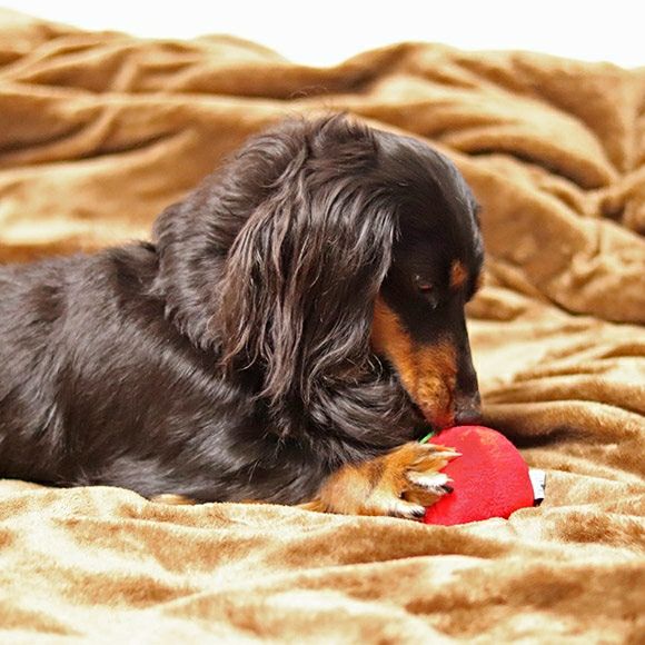 【 犬 おもちゃ 】iDog りんごボール 鈴入り アイドッグ