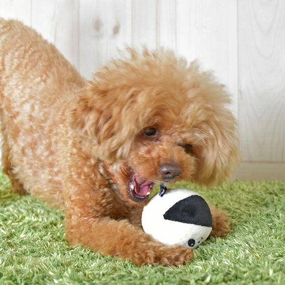 【 犬 おもちゃ 】iDog アニマルボール 鈴入り  アイドッグ