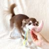 【 犬 おもちゃ 】iDog 夜空のおもちゃ 鳴き笛入り アイドッグ メール便OK