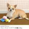 【 犬 猫 おもちゃ 】IDOG&ICAT スマイルトリオ 3色セット アイドッグ