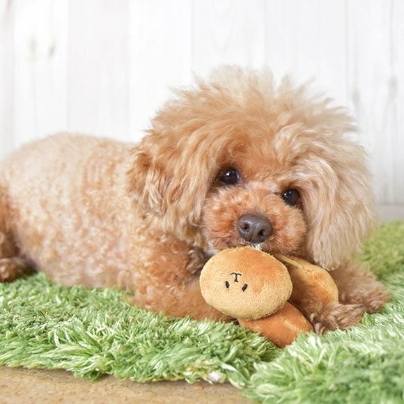 【 犬 おもちゃ 】iDog のびのびなっとう 鈴とカシャカシャと鳴き笛入り アイドッグ