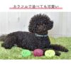 【 犬 おもちゃ 】IDOG&ICAT コマメブラザーズ 3色セット アイドッグ