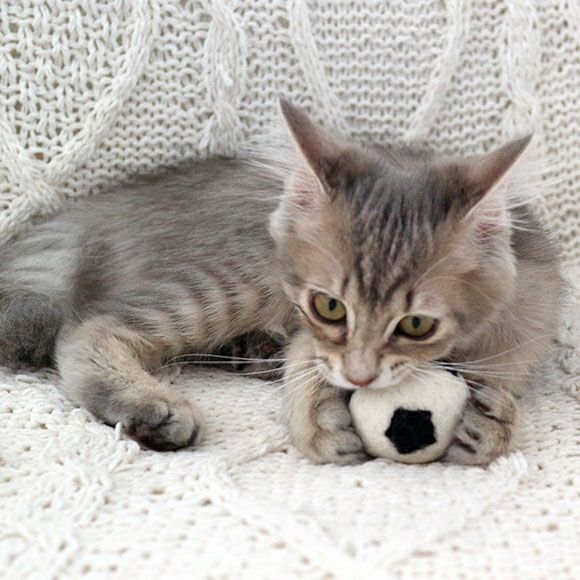 【 猫 おもちゃ 】iCaTOY コロコロフェルトTOY サッカーボール