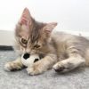 【 猫 おもちゃ 】iCaTOY コロコロフェルトTOY サッカーボール