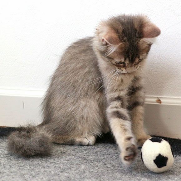 【 猫 おもちゃ 】iCaTOY コロコロフェルトTOY サッカーボール