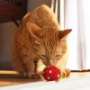 【 猫 おもちゃ 】iCaTOY コロコロフェルトTOY いちご