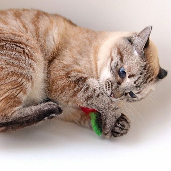 【 猫 おもちゃ 】iCaTOY コロコロフェルトTOY りんご