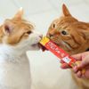 【 猫 おやつ 】CIAO チャオ 液状猫おやつ ちゅーる ちゅ～る 毛玉配慮 メール便OK