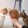 【 猫 おやつ 】CIAO チャオ 液状猫おやつ ちゅーる ちゅ～る 毛玉配慮 メール便OK