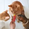 【 猫 おやつ 】CIAO チャオ 液状猫おやつ ちゅーる ちゅ～る 毛玉配慮 メール便OK