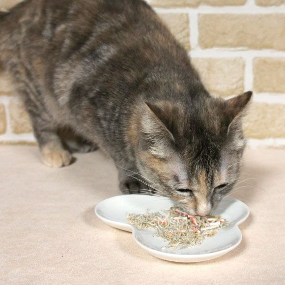 【 猫 おやつ 】にゃんこの日替わりレシピ 4g×4連 メール便OK