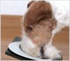 【 犬 ドッグフード 】プリモ PRIMO ダイエットシニア 3kg×3  まとめ買いセット