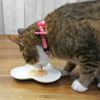 【 猫 キャットフード 】CIAO チャオ 液状猫おやつ エナジーちゅーる ちゅ～る メール便OK