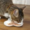 【 猫 キャットフード 】プリンピア 食通たまの伝説 50gパウチ 12袋セット