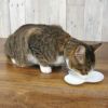 【 猫 キャットフード 】プリンピア 食通たまの伝説 50gパウチ 12袋セット