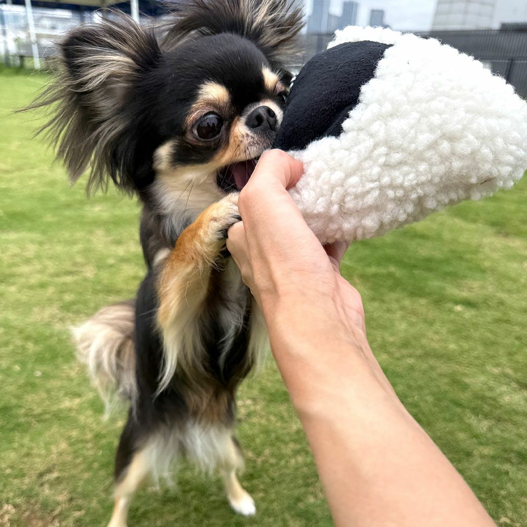 チワワ1.7kg(首18/胴23/丈27cm)のざらめちゃんは夢中