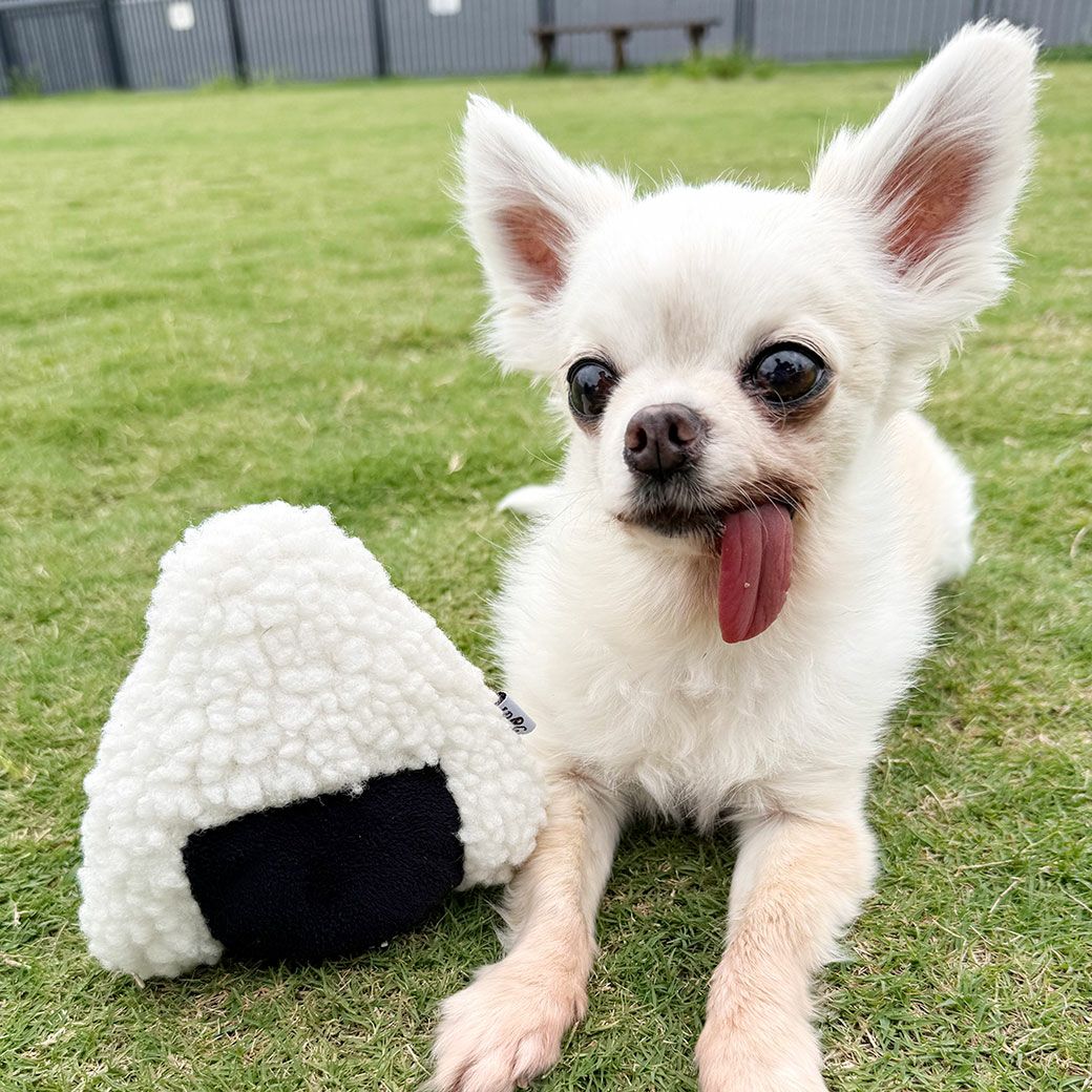 チワワ2.7kg(首19/胴30/丈27cm)のこむぎくんは記念撮影