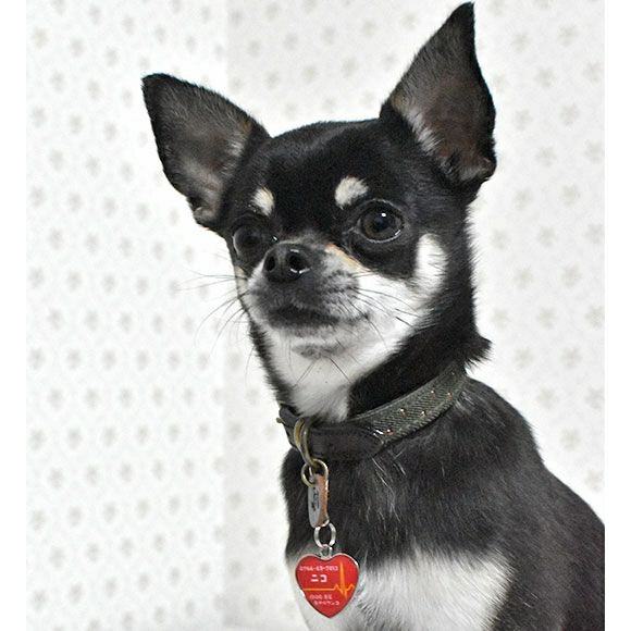 【 迷子札 犬 猫 】IDOG&ICAT ネームタグ 迷子札ハート型 心電図 メール便OK