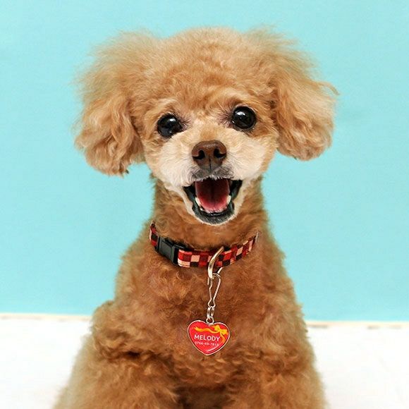 【 迷子札 犬 猫 】IDOG&ICAT ネームタグ 迷子札ハート型 プレゼント メール便OK