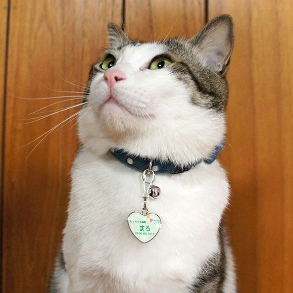 【 迷子札 犬 猫 】IDOG&ICAT ネームタグ 迷子札ハート型 ガーランド メール便OK