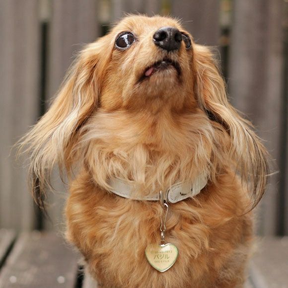 【 迷子札 犬 猫 】IDOG&ICAT ネームタグ 迷子札ハート型 クッキー メール便OK