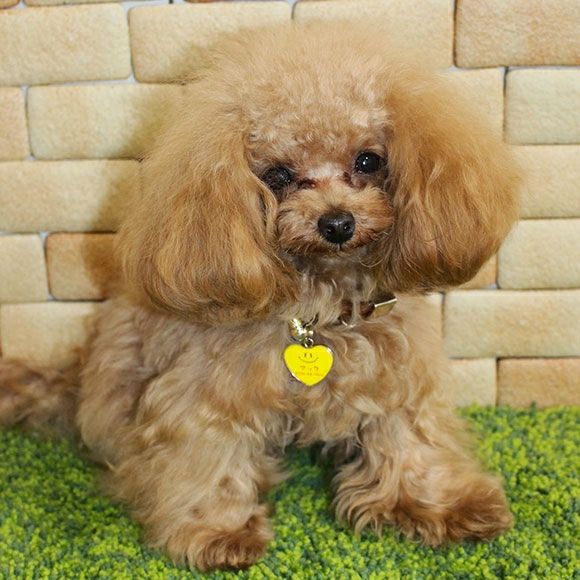 【 迷子札 犬 猫 】IDOG&ICAT ネームタグ 迷子札ハート型 スマイル メール便OK