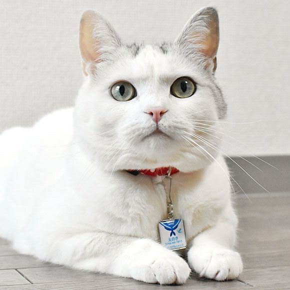 【 迷子札 犬 猫 】IDOG&ICAT ネームタグ 迷子札角丸 洋服 メール便OK