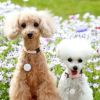 【 迷子札 犬 猫 】IDOG&ICAT ネームタグ 迷子札 花結び メール便OK