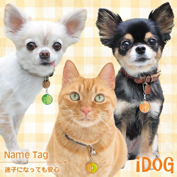 【 迷子札 犬 猫 】IDOG&ICAT ネームタグ 迷子札 ハーフフルーツ メール便OK