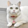 【 迷子札 犬 猫 】IDOG&ICAT ネームタグ 迷子札 ドーナッツ メール便OK