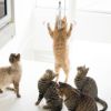 【 猫 おもちゃ 】iCat FLYING CAT 釣りざお猫じゃらし 付替用フライ メール便OK