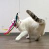 【 猫 おもちゃ 】iCat FLYING CAT 釣りざお猫じゃらし 付替用フライ メール便OK