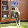 【 猫 おもちゃ 】iCat FLYING CAT 釣りざお猫じゃらし 青い羽根