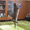 【 猫 おもちゃ 】iCat FLYING CAT 釣りざお猫じゃらし 青い羽根