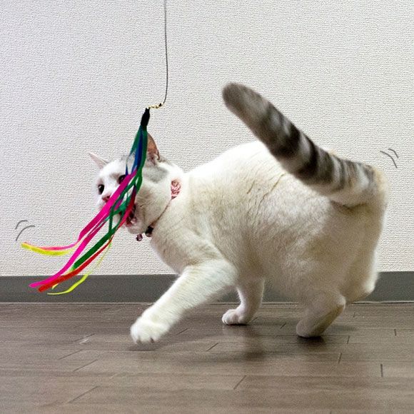 necoco ネココ リボン付キャットカラー S ブルー | ペティオ
