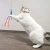 【 猫 おもちゃ 】iCat FLYING CAT 釣りざお猫じゃらし レインボーリボン