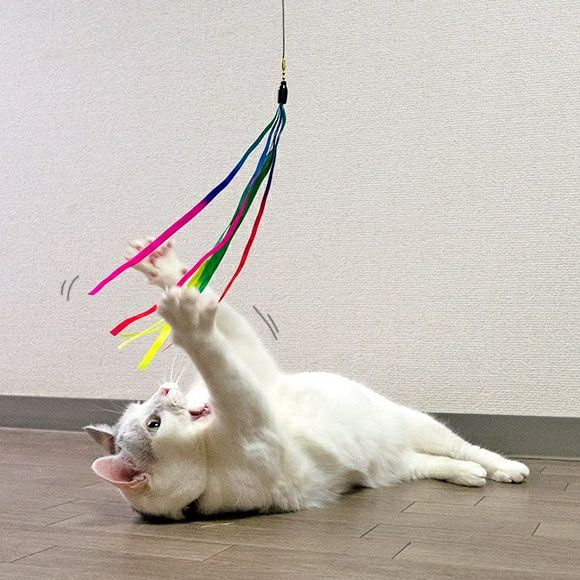 楽天市場】在庫処分特価・ 当日発送 猫じゃらし ねこじゃらし