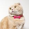【 猫 首輪 安全 】iCat ラブリーカラー ランダムスター×スターリボン メール便OK