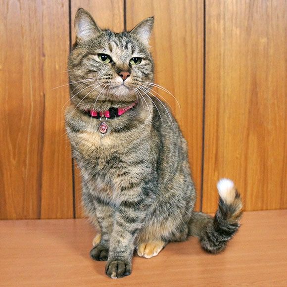 猫用　ハローキティ　首輪 iDog 猫用首輪 iCat moscape キティカラー 結びリボン×無地 防虫