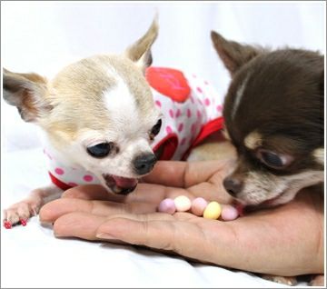 【 犬 おやつ 】モフモフデリ mof mof Deli 果物シャッフルボーロ