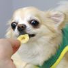 【 犬 おやつ 国産 】モフモフデリ mof mof Deli 南国バナナチップス