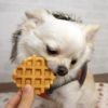 【 犬 おやつ 】モフモフデリ mof mof Deli サクサク五穀ワッフル