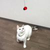 【 猫 おもちゃ 】iCat FLYING CAT 釣りざお猫じゃらし てんとう虫ボール