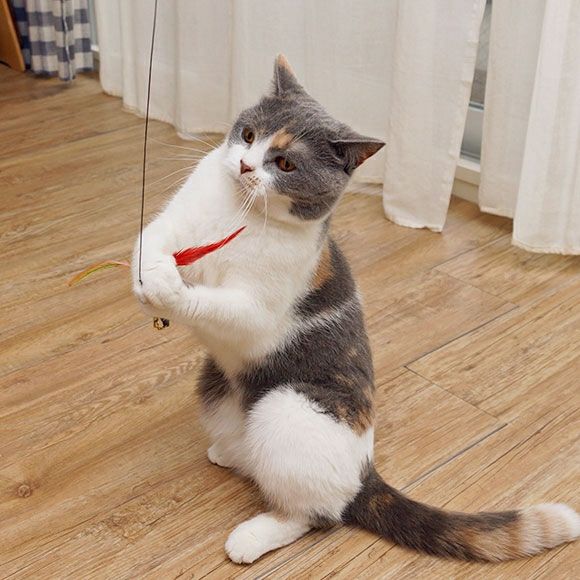 iDog＆iCat本店】iCat FLYING CAT 釣りざお猫じゃらし カラフル