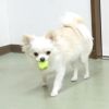 【 犬 おもちゃ 】IDOG&ICAT オリジナルラテックスTOY はじけるそらマメ